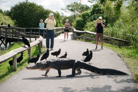 Everglades webcams